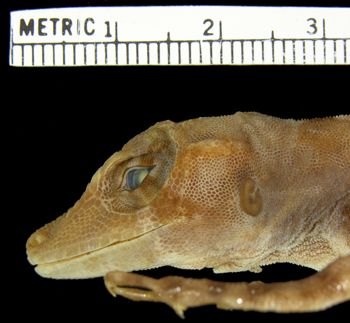 Media type: image; Herpetology R-154128